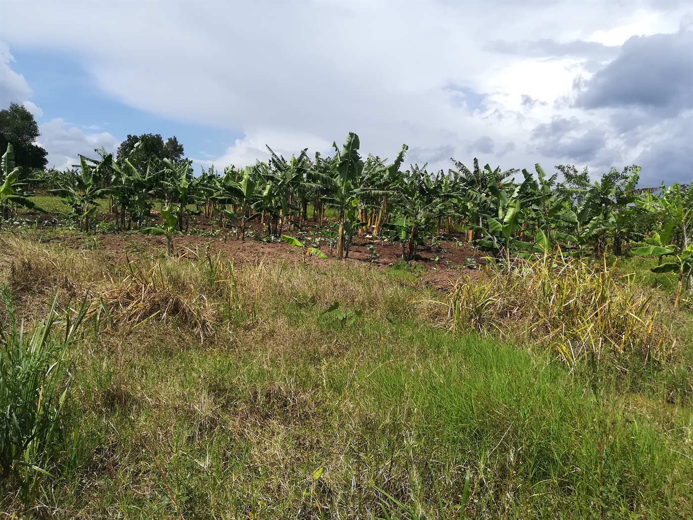 Agricultural Land for sale in Namaliri Mukono