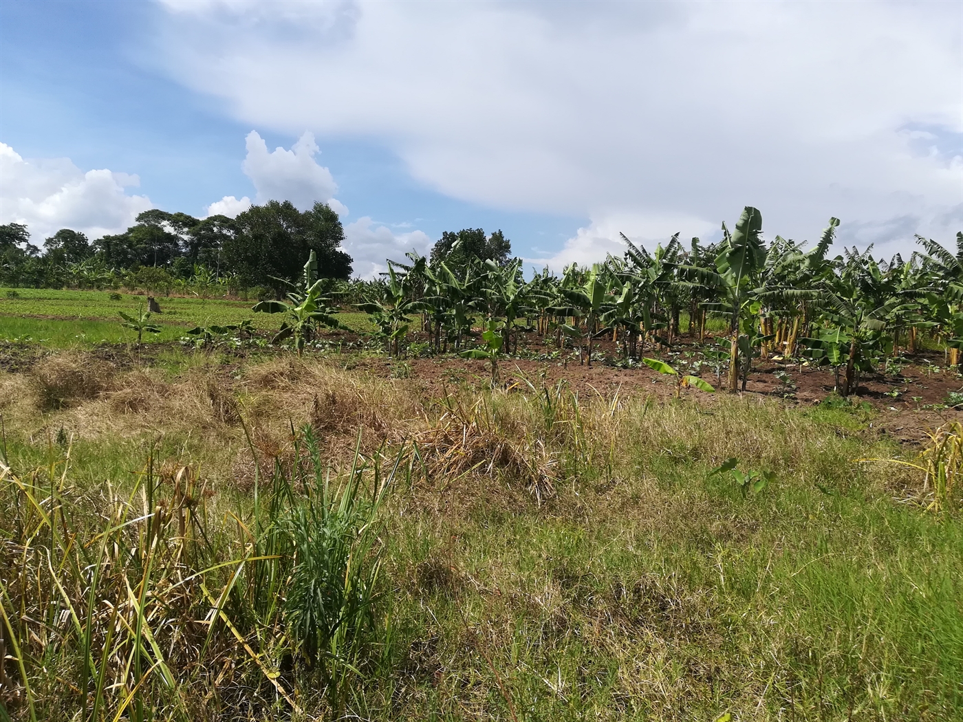 Agricultural Land for sale in Namaliri Mukono