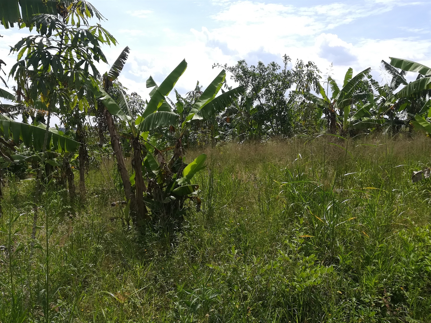 Agricultural Land for sale in Muntooke Mukono