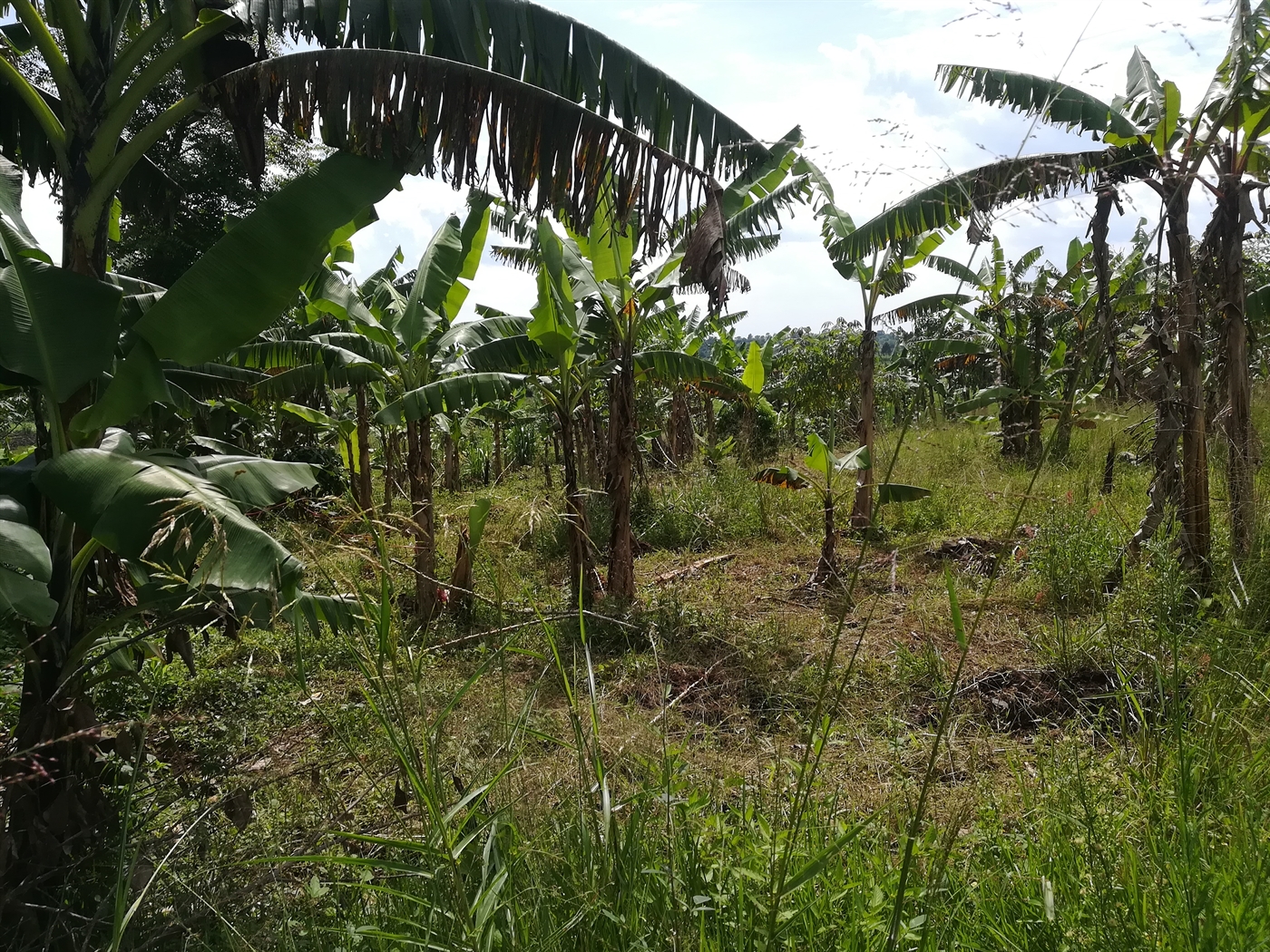 Agricultural Land for sale in Muntooke Mukono