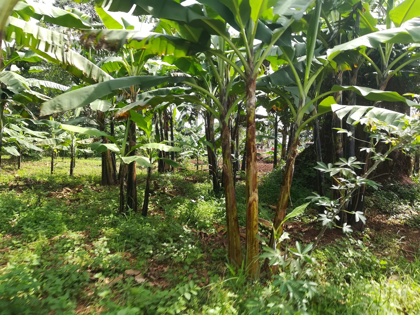 Agricultural Land for sale in Busabaga Mukono