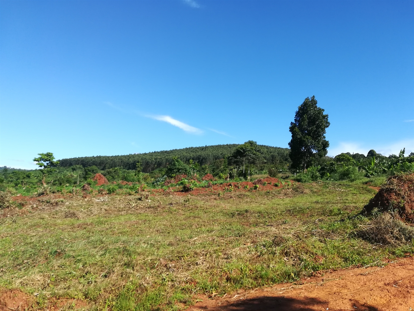 Agricultural Land for sale in Nakisunga Mukono