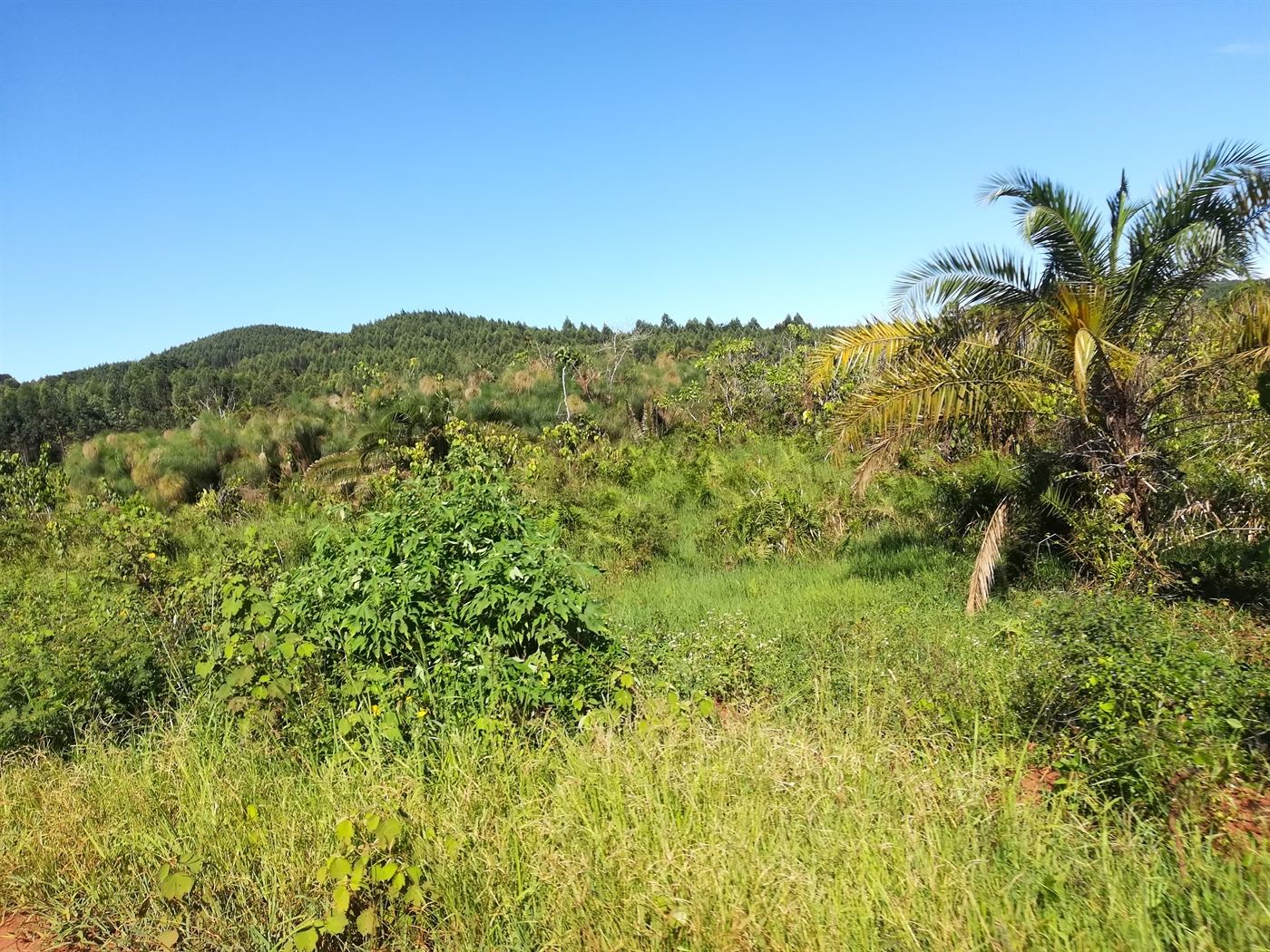 Agricultural Land for sale in Nakisunga Mukono