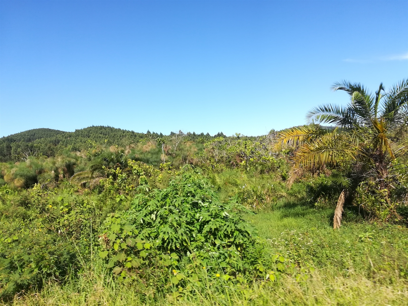 Agricultural Land for sale in Nakisunga Mukono