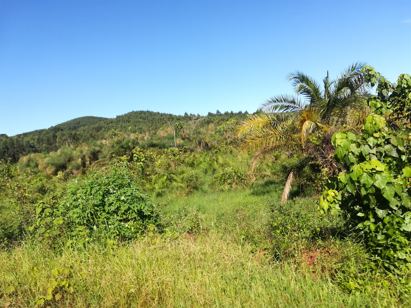 Agricultural Land for sale in Nakisunga Mukono