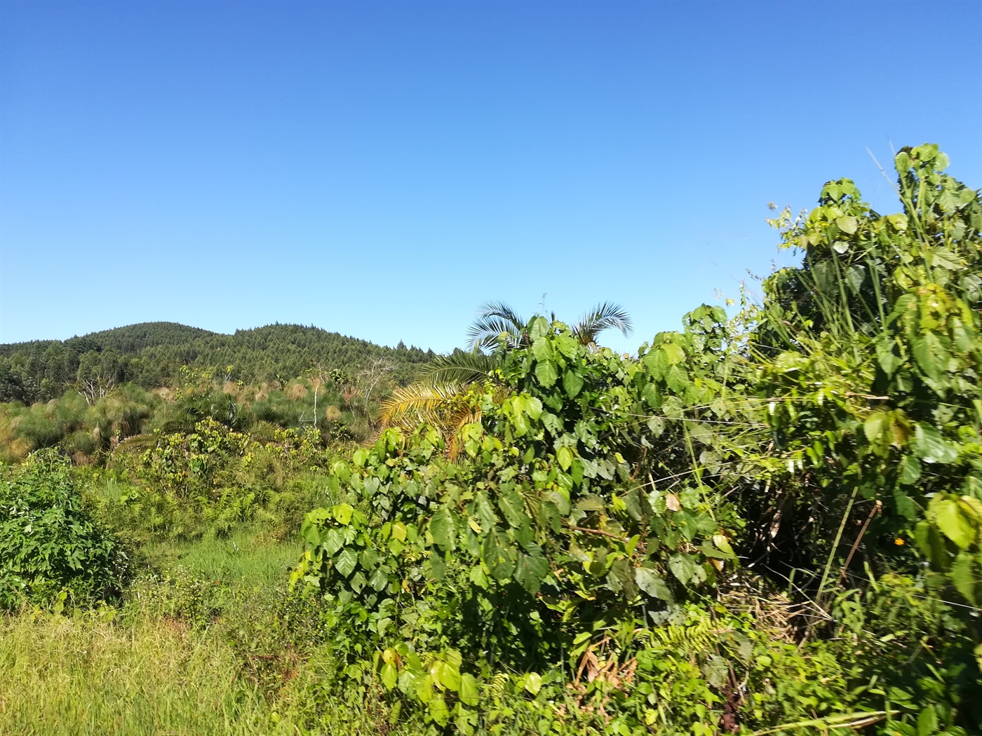 Agricultural Land for sale in Nakisunga Mukono