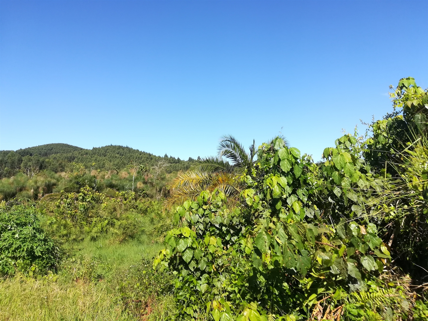 Agricultural Land for sale in Nakisunga Mukono