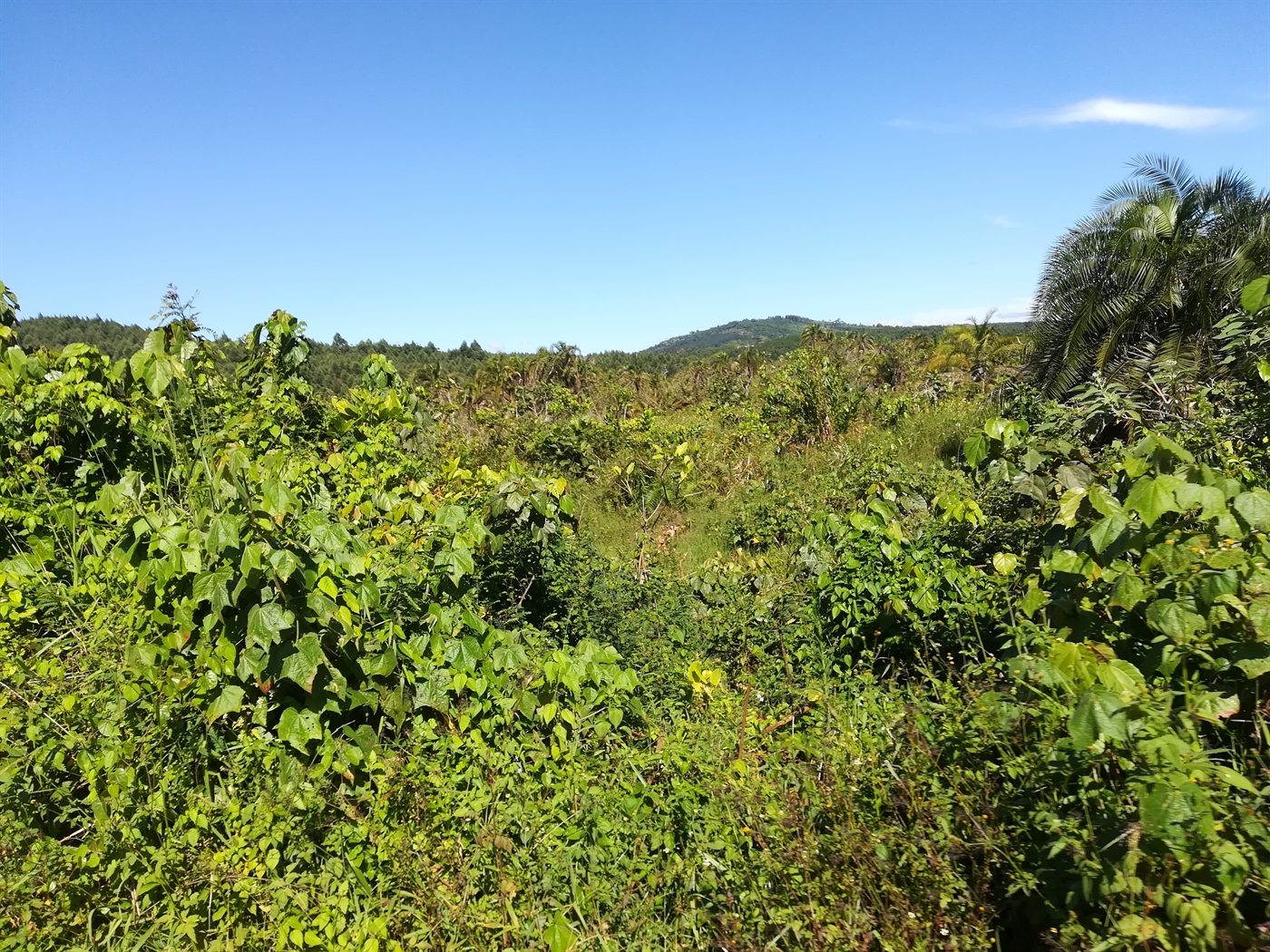 Agricultural Land for sale in Nakisunga Mukono