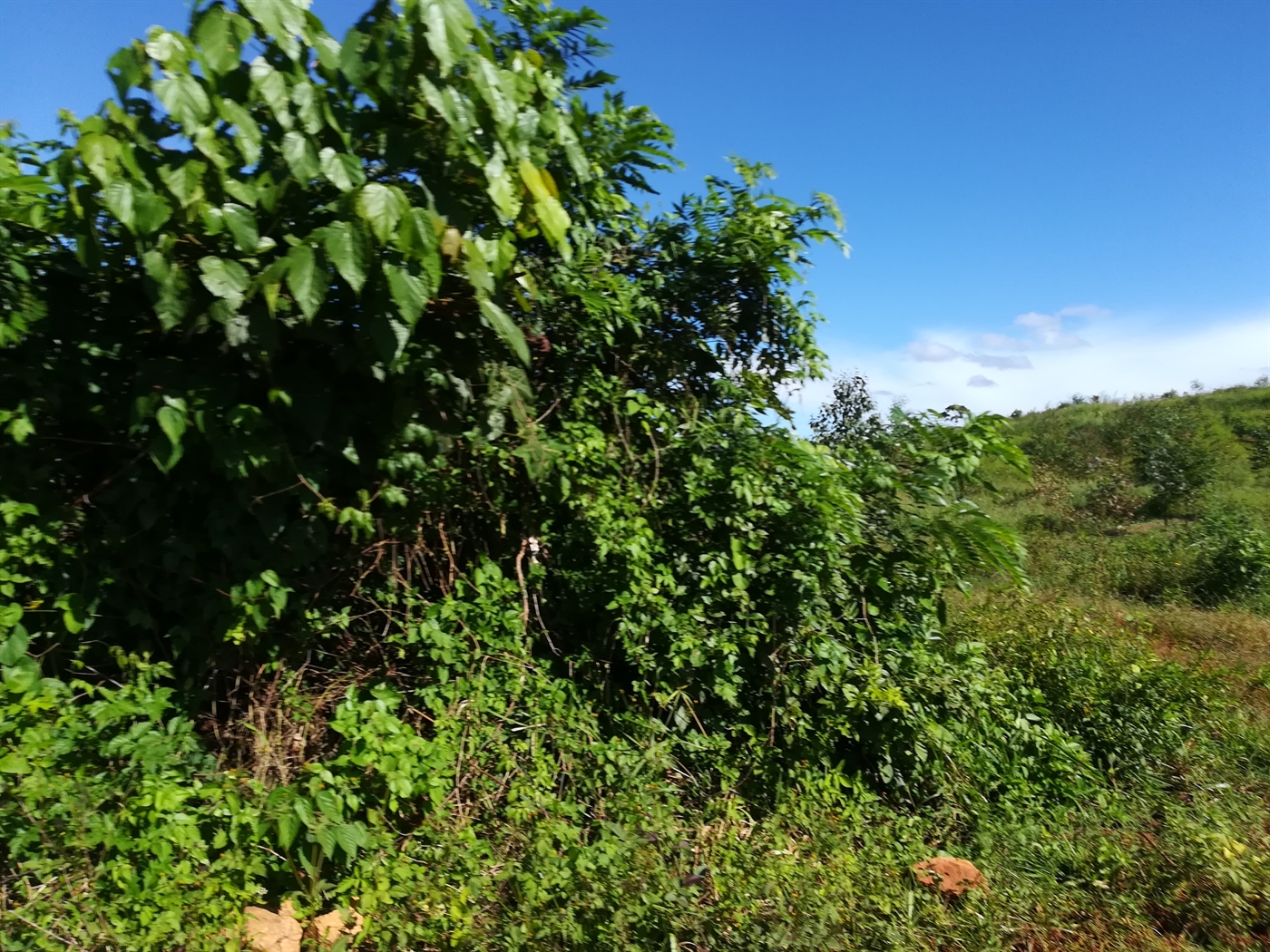 Agricultural Land for sale in Nakisunga Mukono