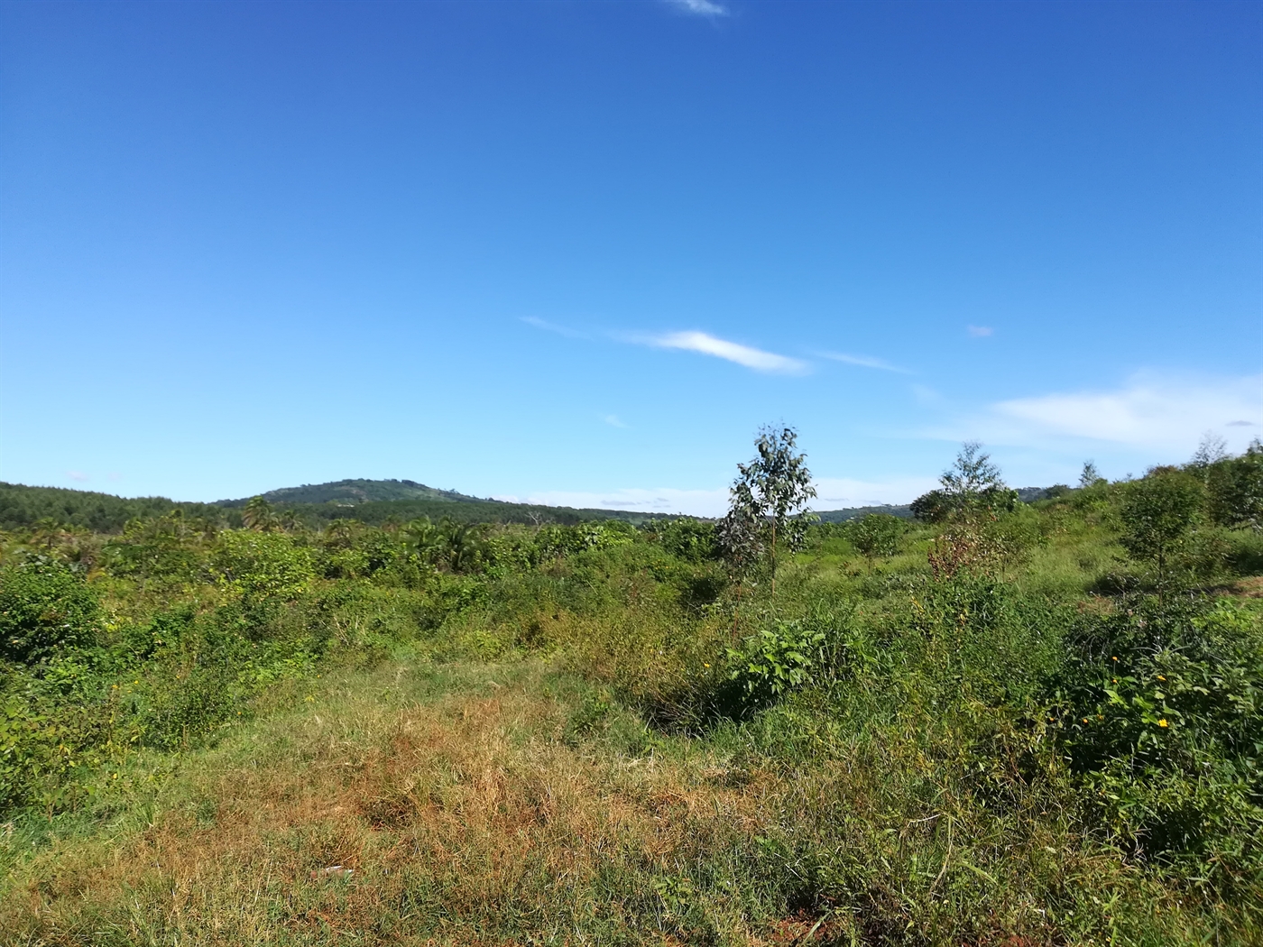 Agricultural Land for sale in Nakisunga Mukono