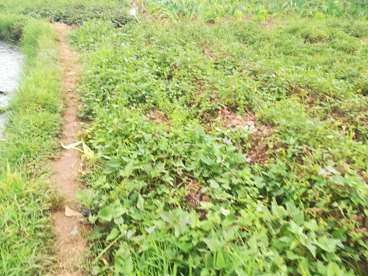 Agricultural Land for sale in Nkokonjeru Mukono