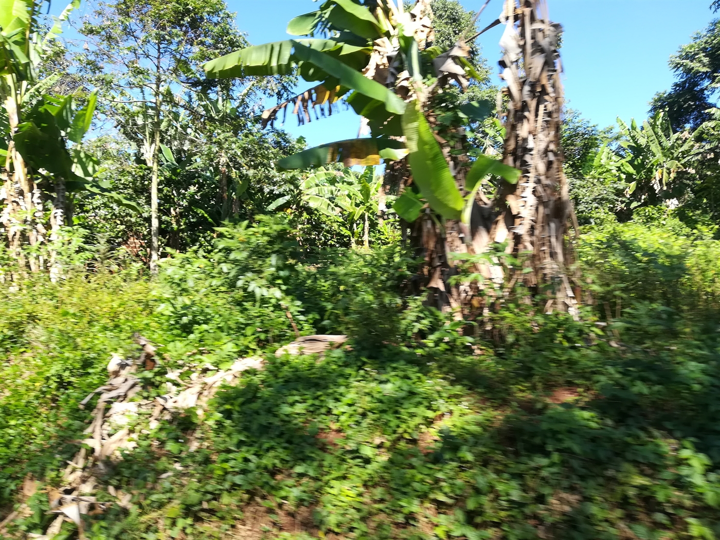 Agricultural Land for sale in Busabaga Mukono