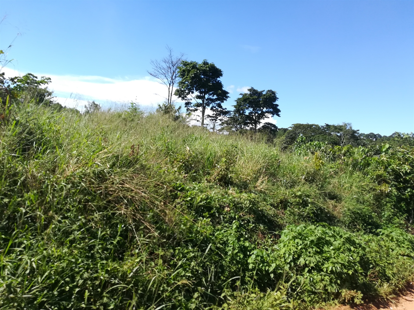 Agricultural Land for sale in Kisoga Mukono