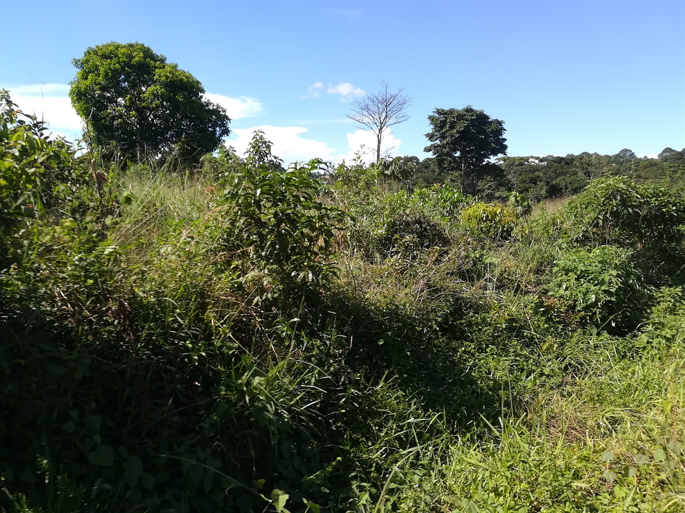 Agricultural Land for sale in Kisoga Mukono