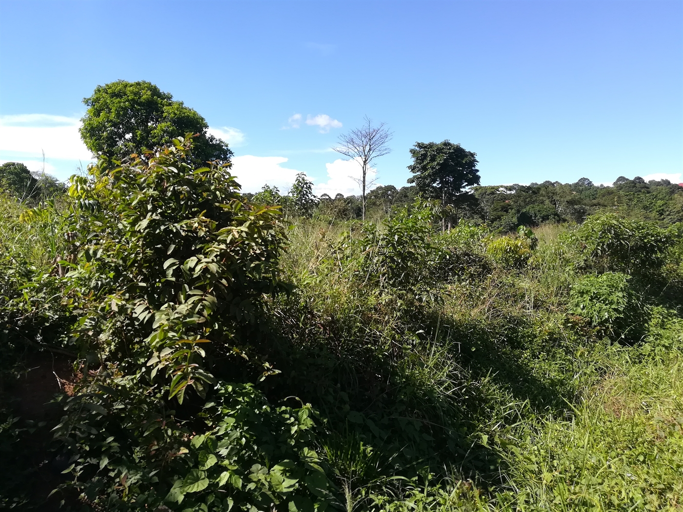 Agricultural Land for sale in Kisoga Mukono