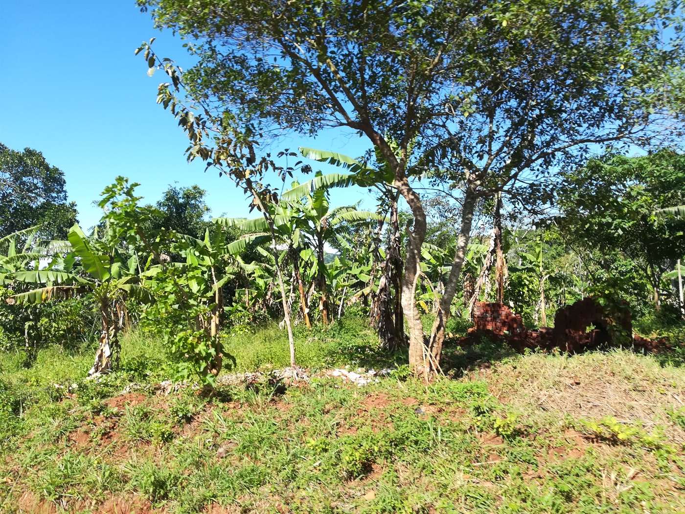 Agricultural Land for sale in Nkokonjeru Mukono