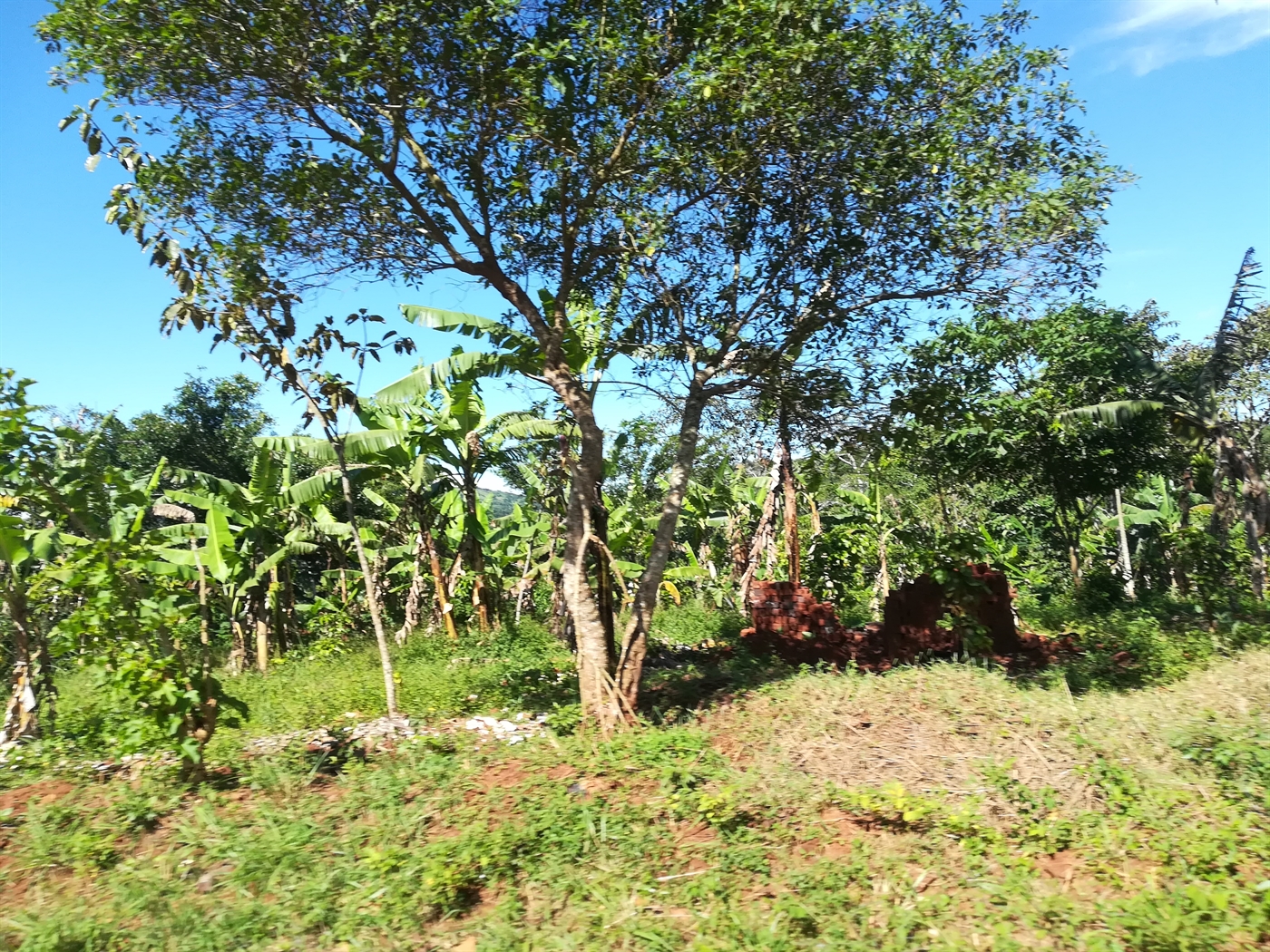 Agricultural Land for sale in Nkokonjeru Mukono