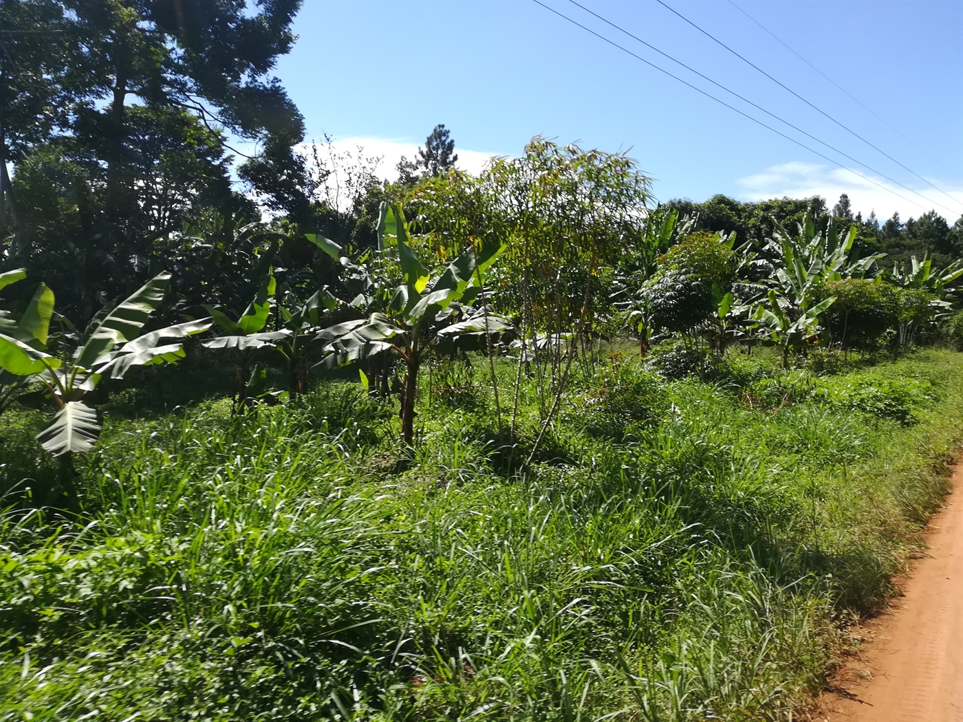 Agricultural Land for sale in Mpata Mukono