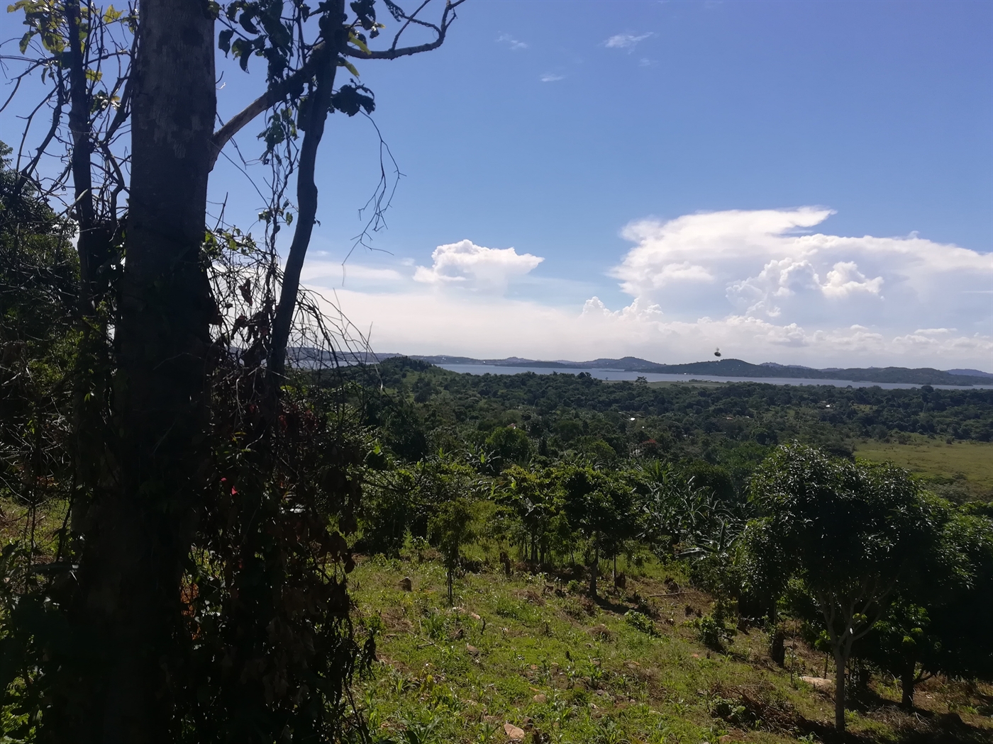 Agricultural Land for sale in Mpata Mukono