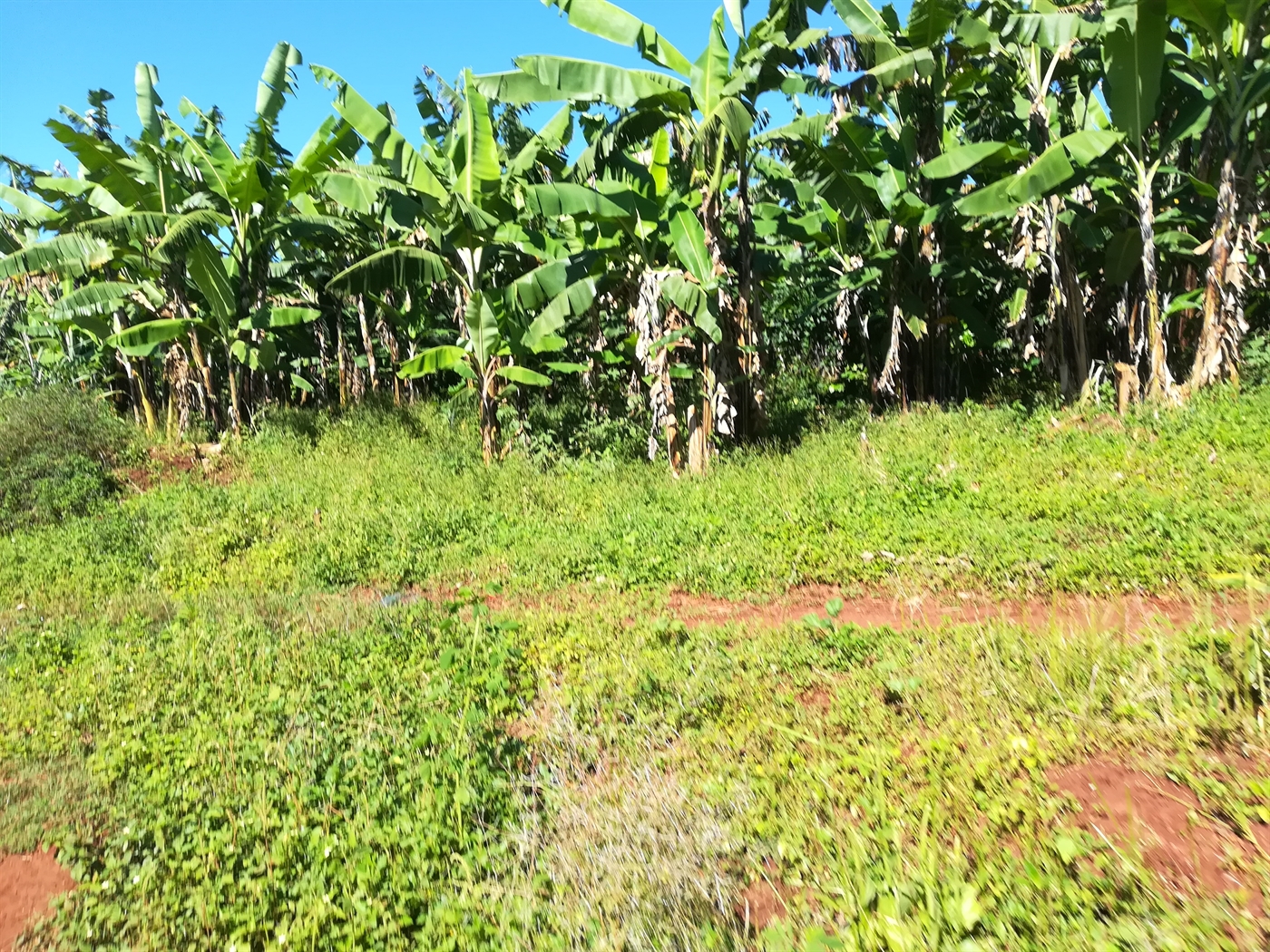 Agricultural Land for sale in Nkokonjeru Buyikwe