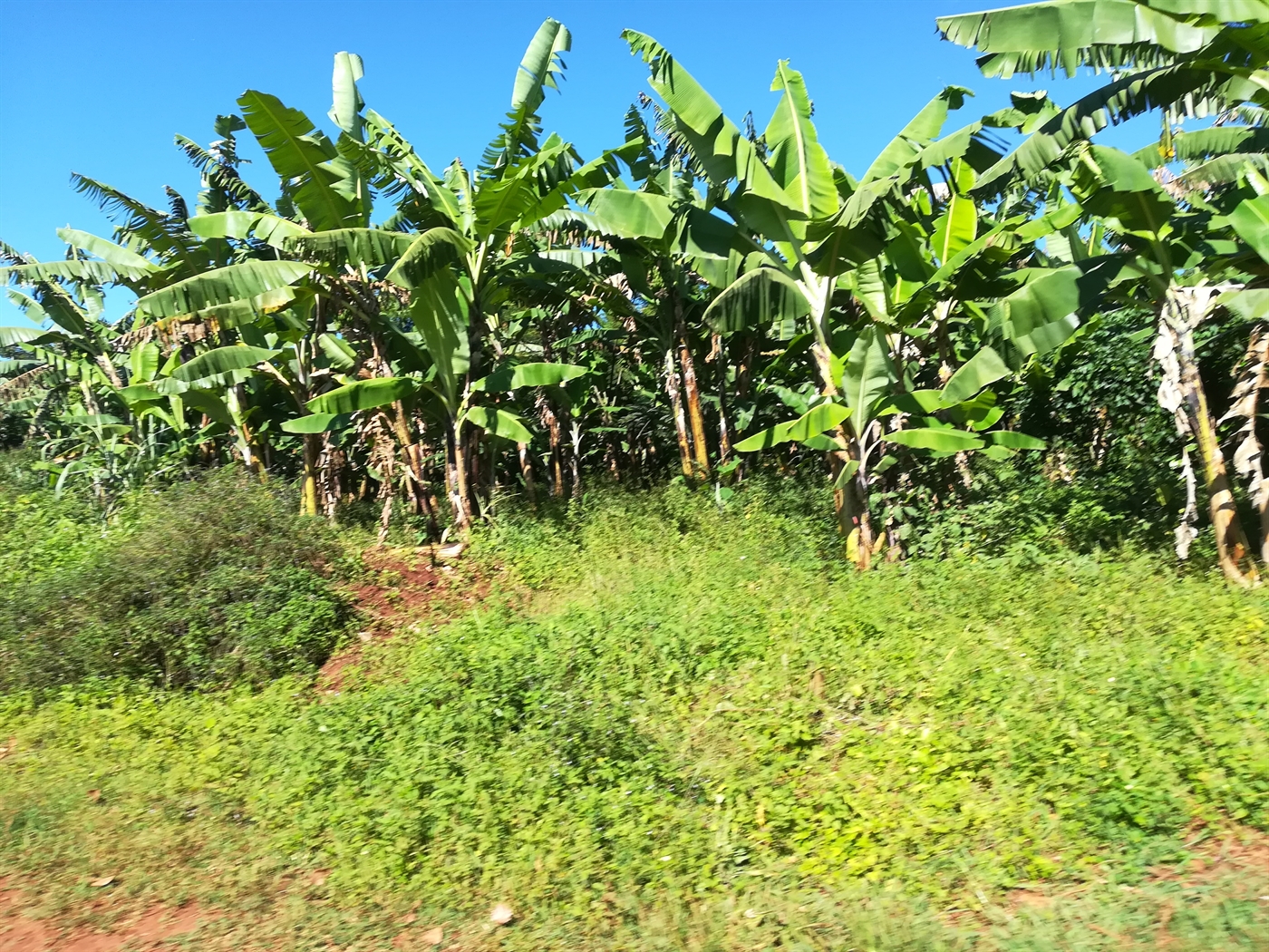 Agricultural Land for sale in Nkokonjeru Buyikwe