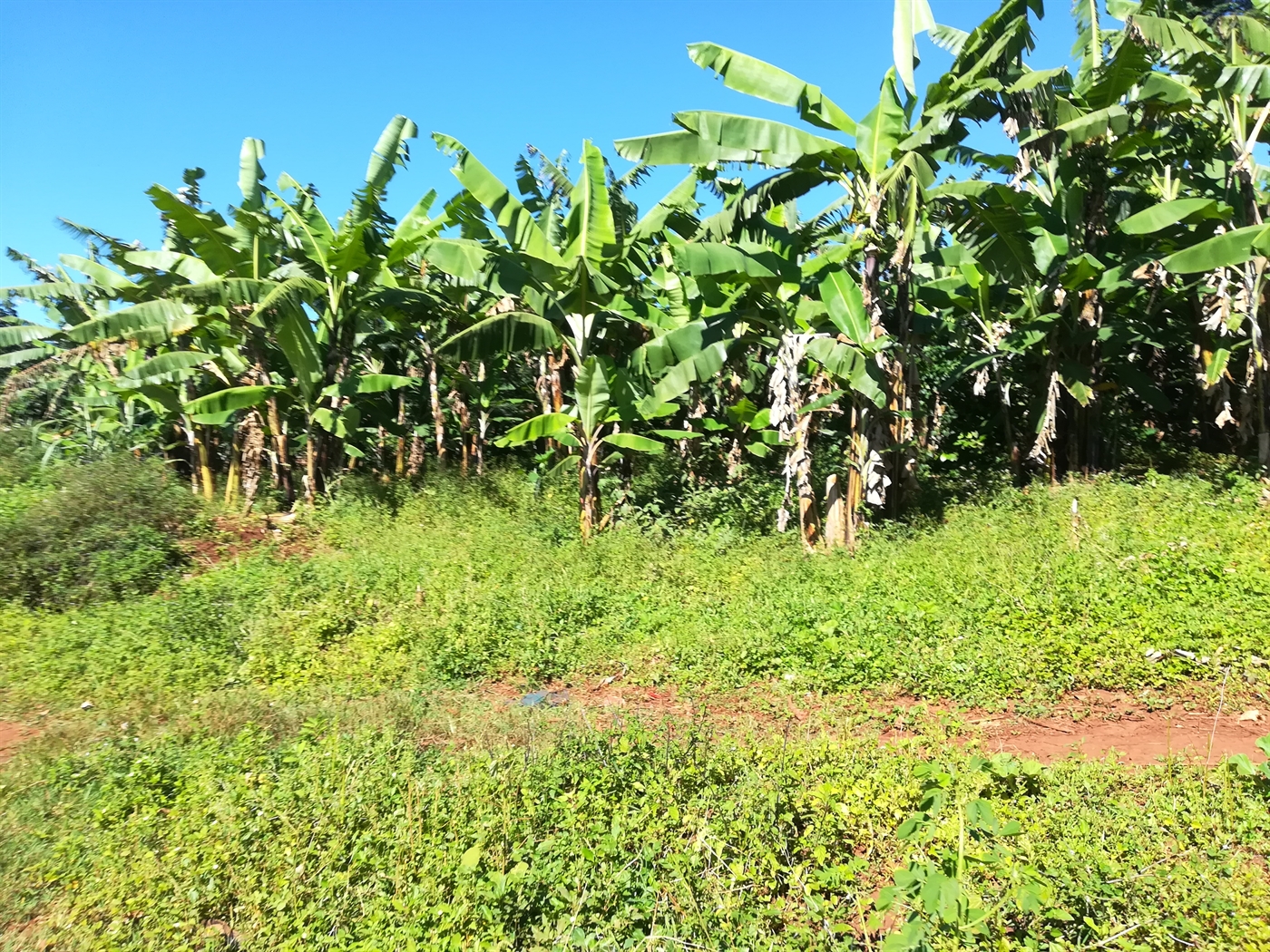 Agricultural Land for sale in Nkokonjeru Buyikwe