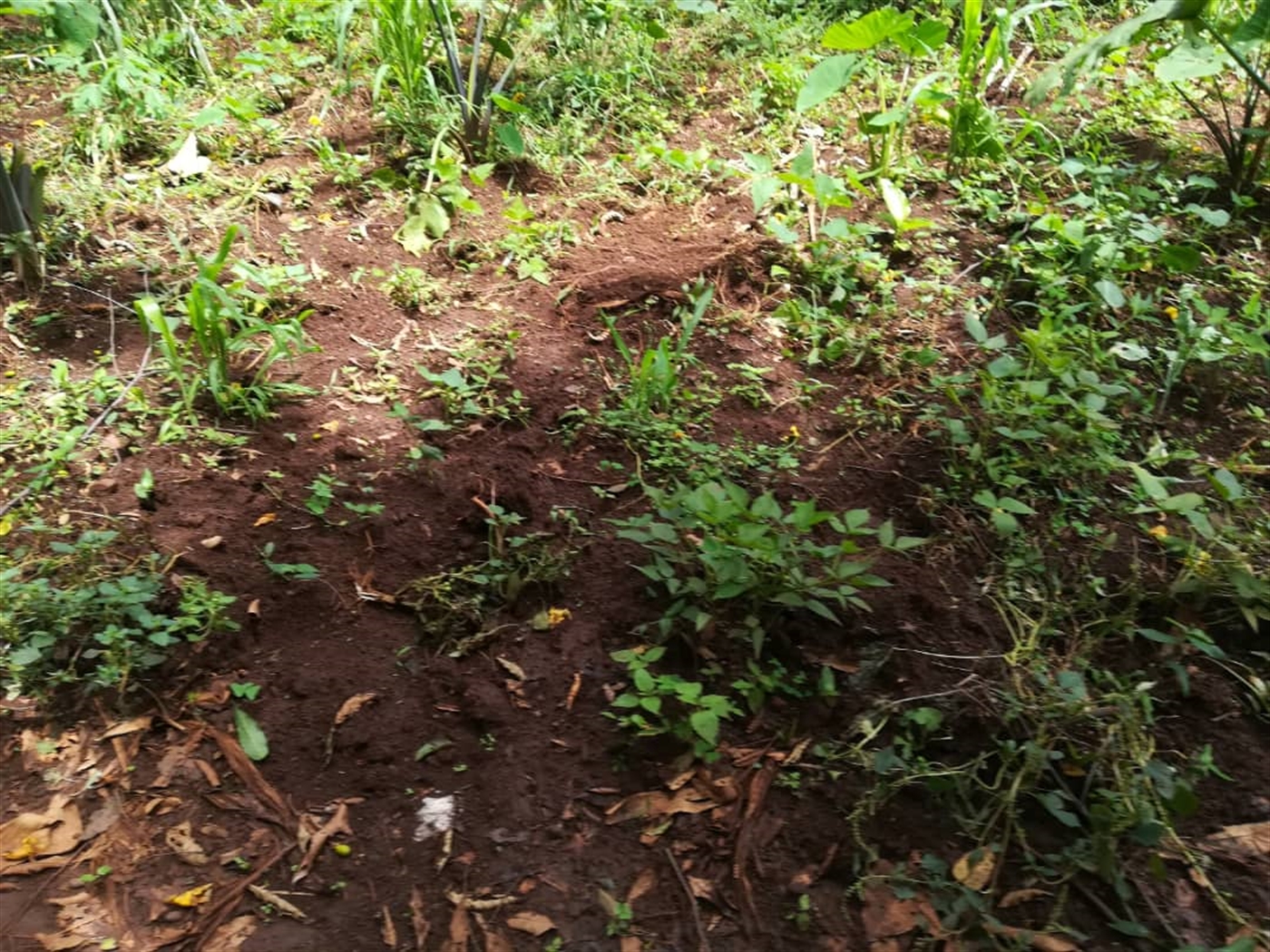 Residential Land for sale in Kyetume Mukono