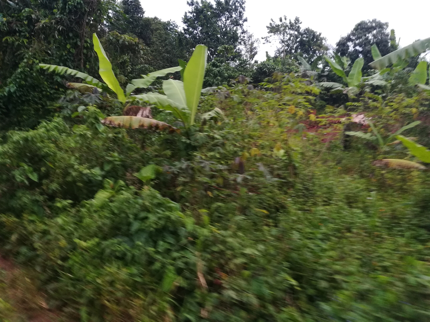 Agricultural Land for sale in Nakisunga Mukono