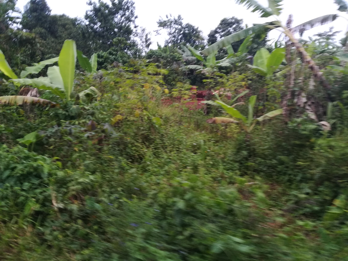 Agricultural Land for sale in Nakisunga Mukono