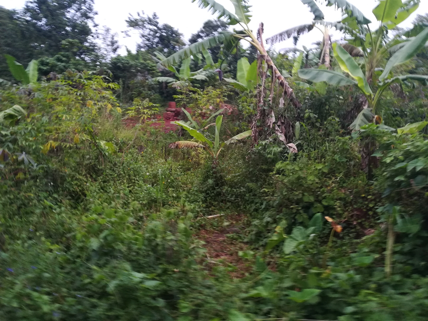 Agricultural Land for sale in Nakisunga Mukono