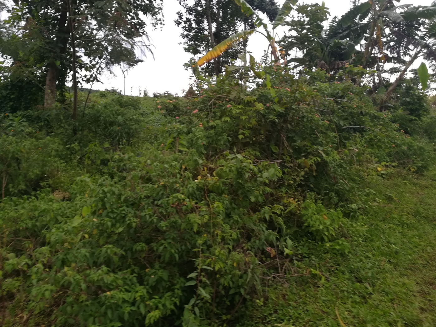 Agricultural Land for sale in Busabaga Mukono