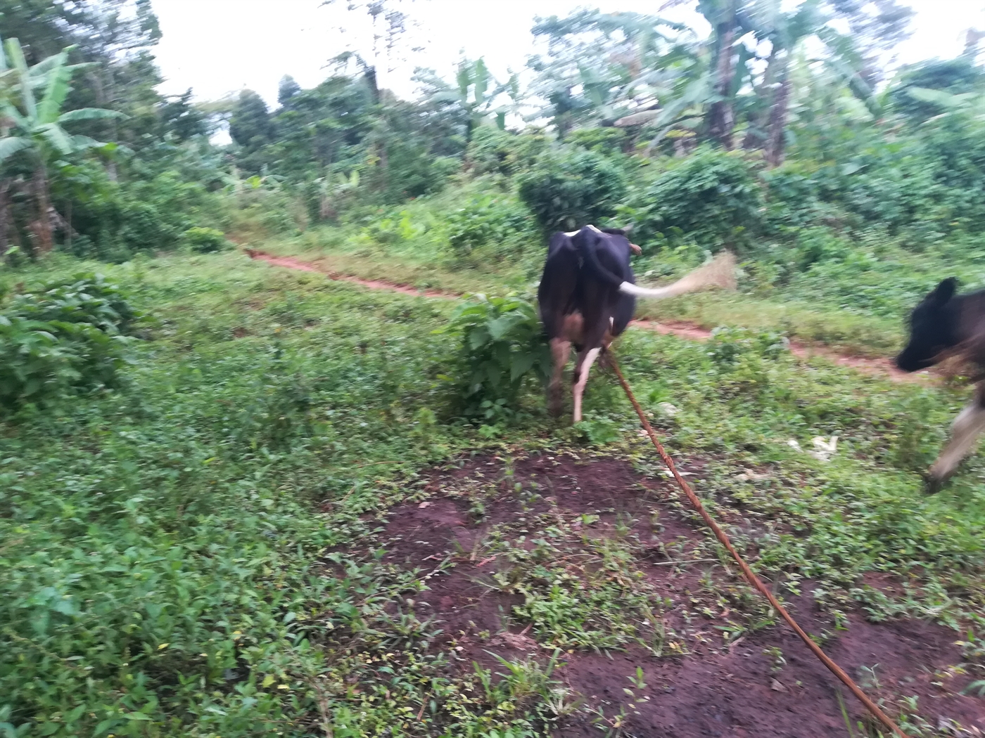 Agricultural Land for sale in Busabaga Mukono