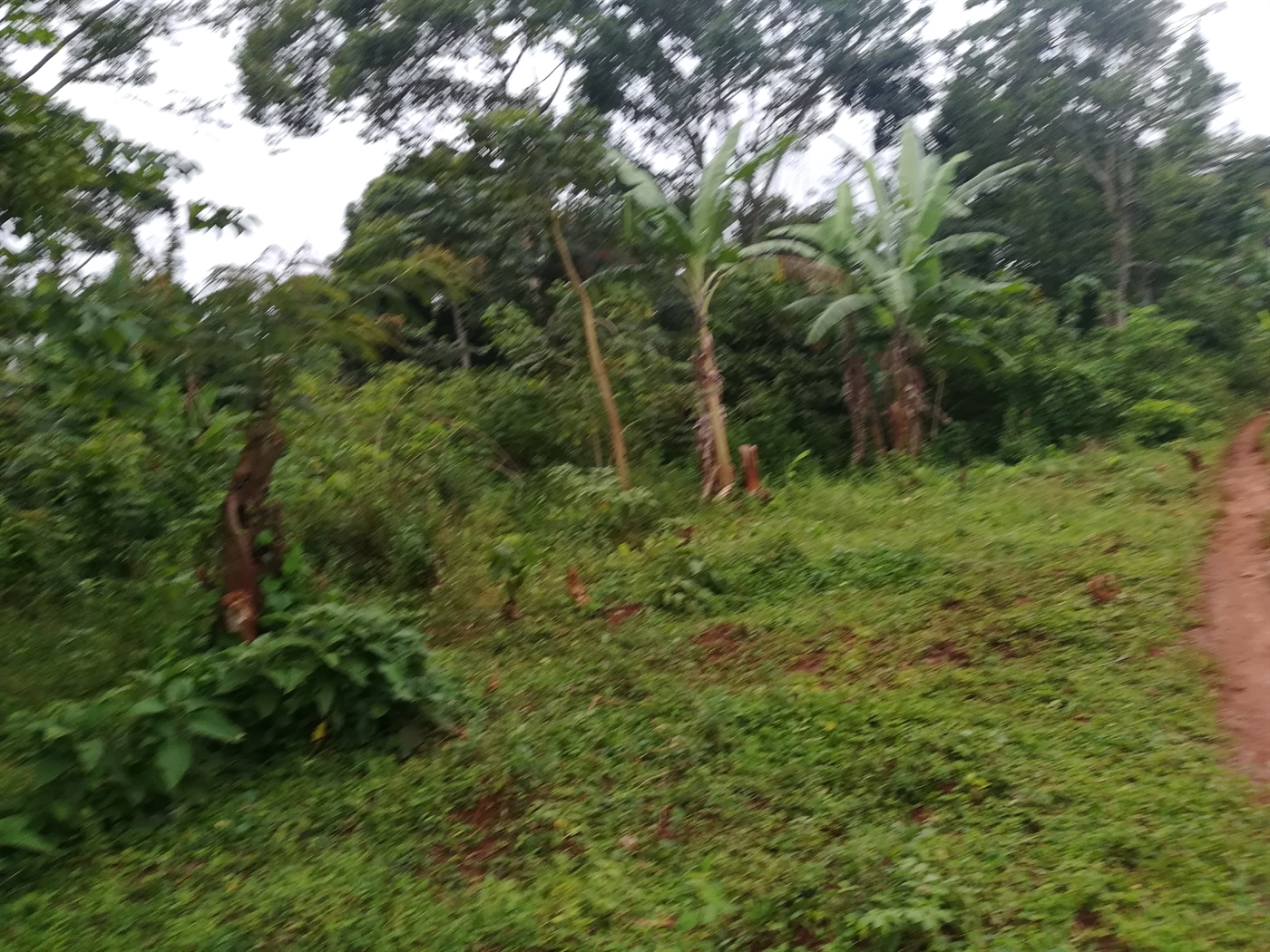 Agricultural Land for sale in Nkokonjeru Mukono