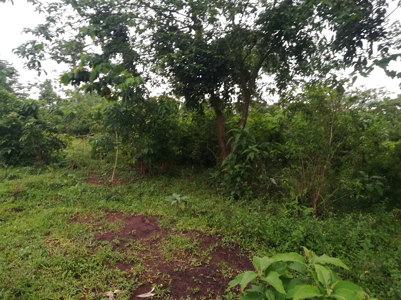 Agricultural Land for sale in Nkokonjeru Mukono