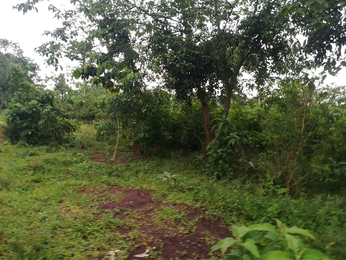 Agricultural Land for sale in Nkokonjeru Mukono