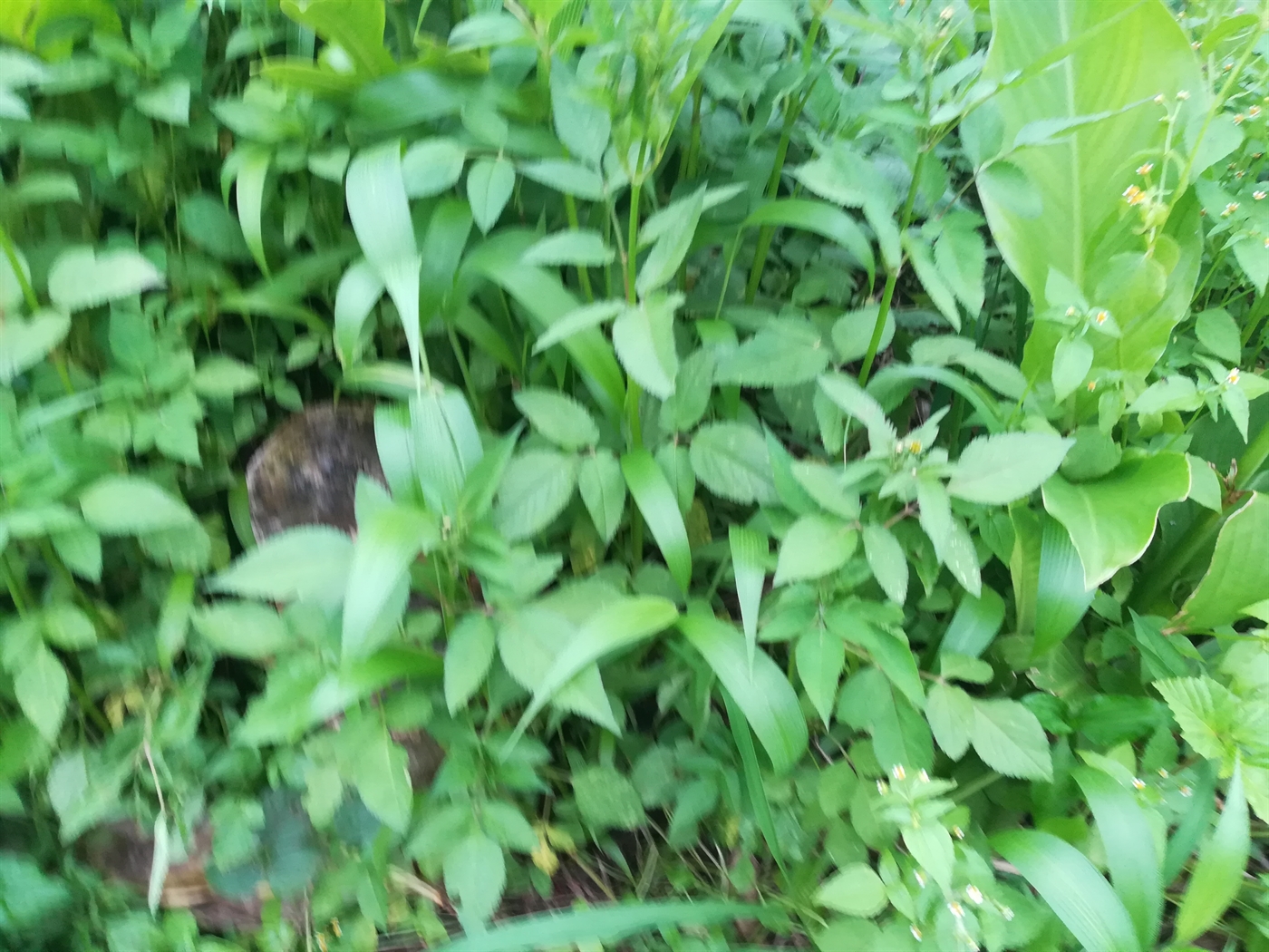 Agricultural Land for sale in Makindu Mukono