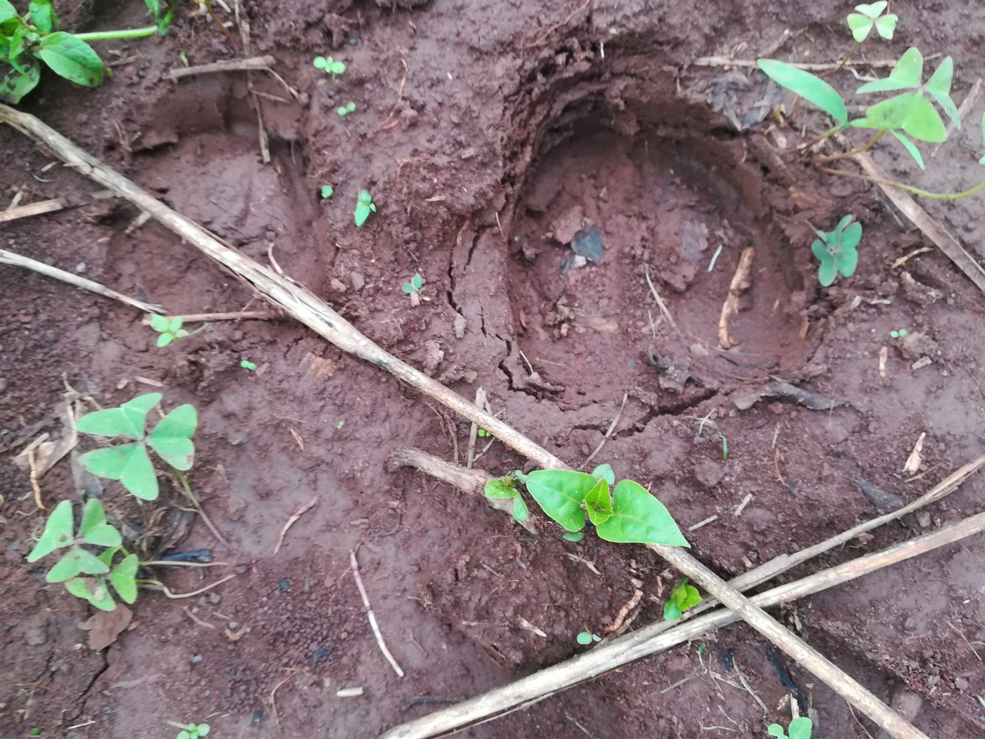 Agricultural Land for sale in Makindu Mukono