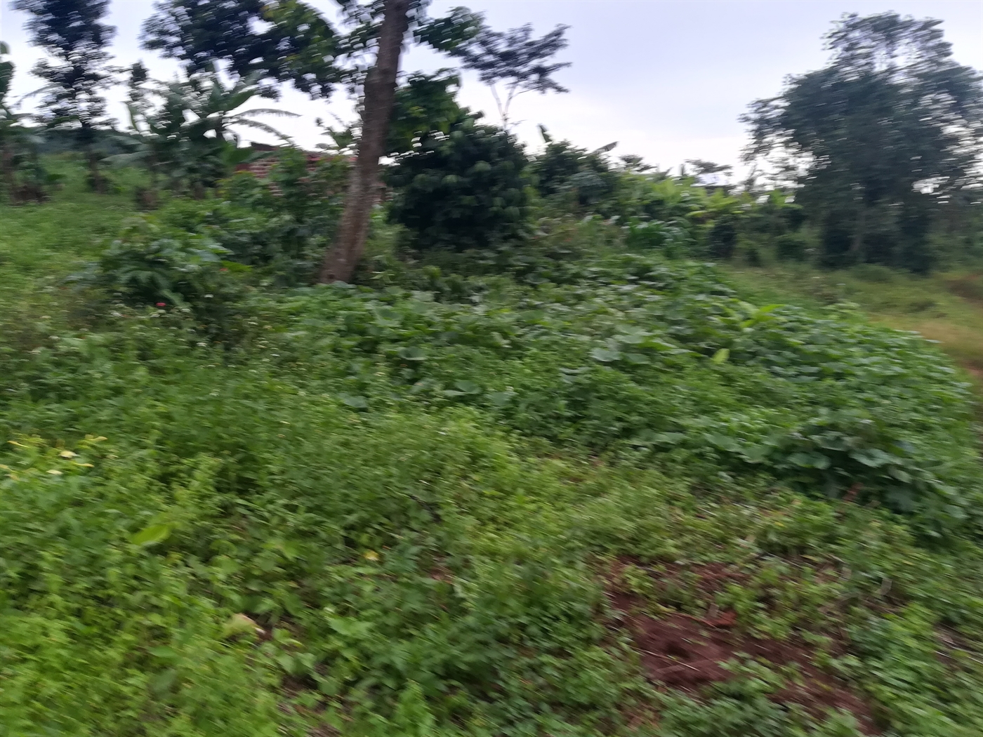 Agricultural Land for sale in Makindu Mukono