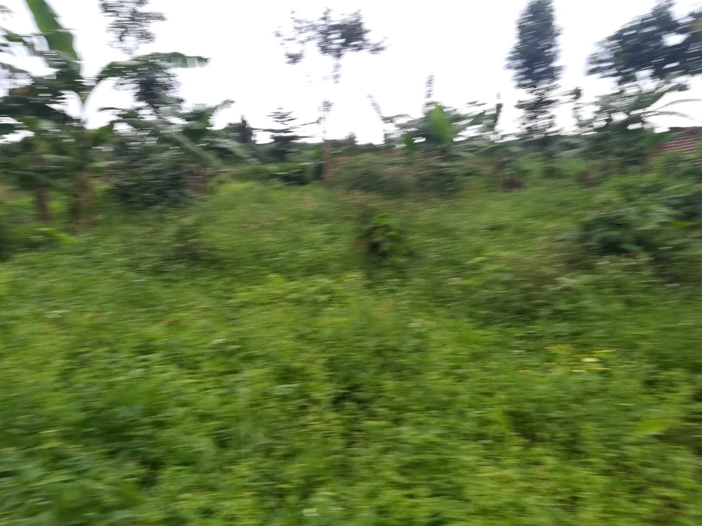 Agricultural Land for sale in Makindu Mukono