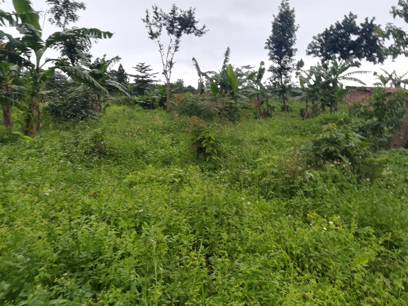 Agricultural Land for sale in Makindu Mukono