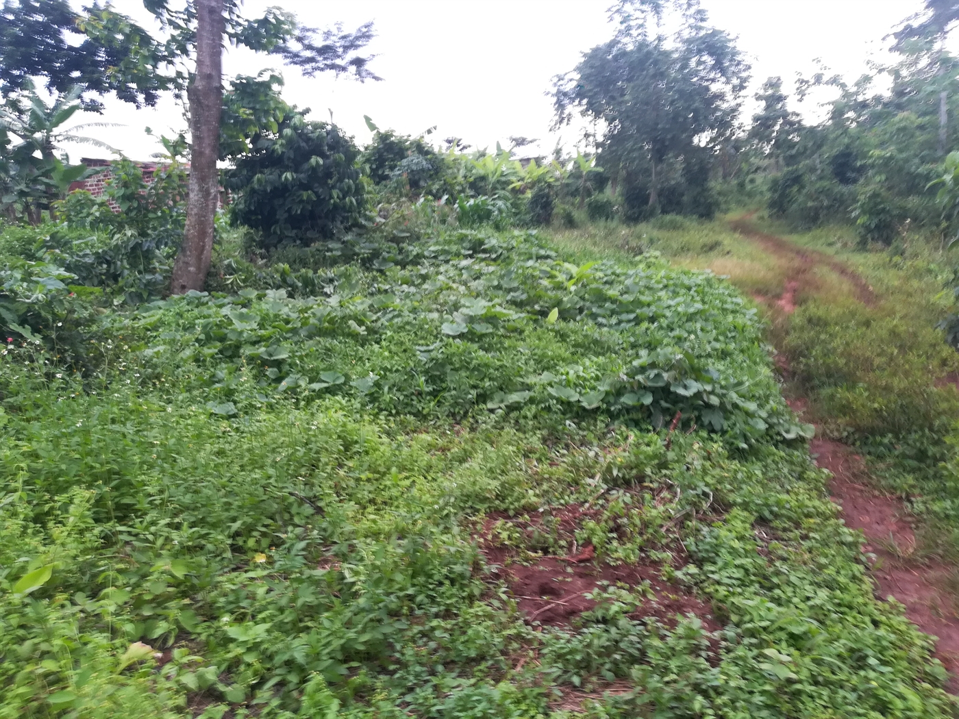 Agricultural Land for sale in Makindu Mukono