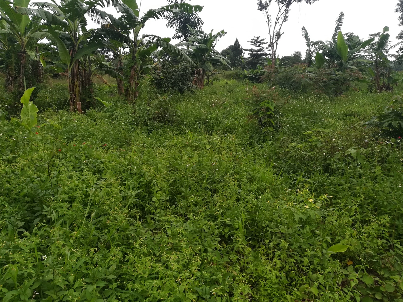 Agricultural Land for sale in Makindu Mukono