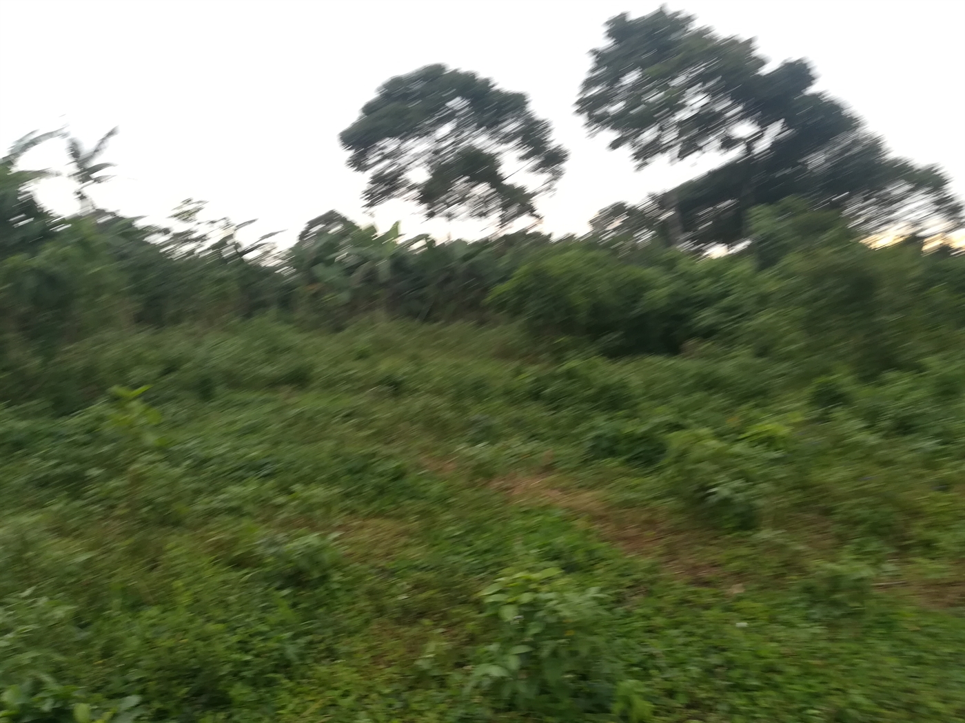 Agricultural Land for sale in Busabaga Mukono