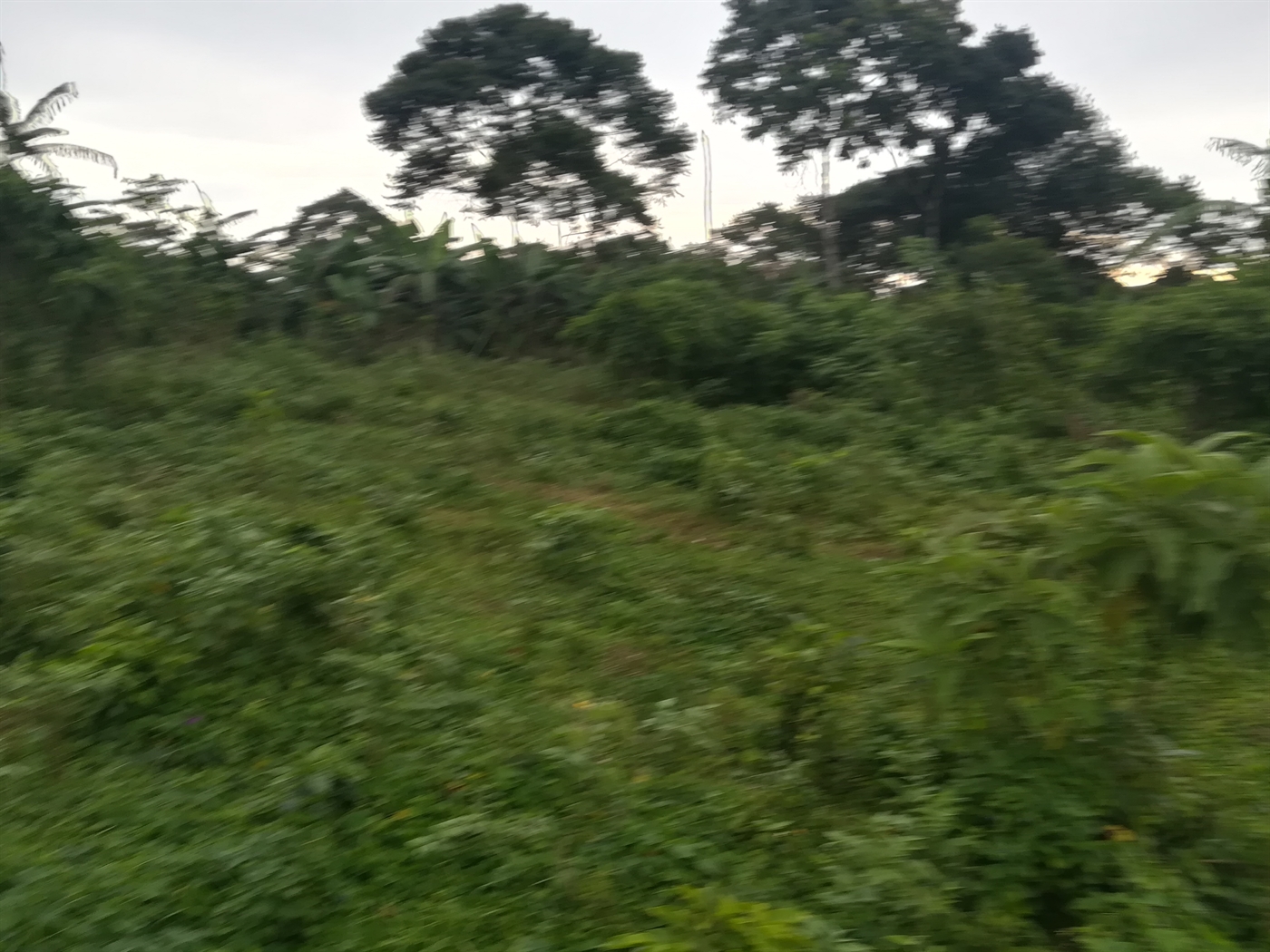 Agricultural Land for sale in Busabaga Mukono