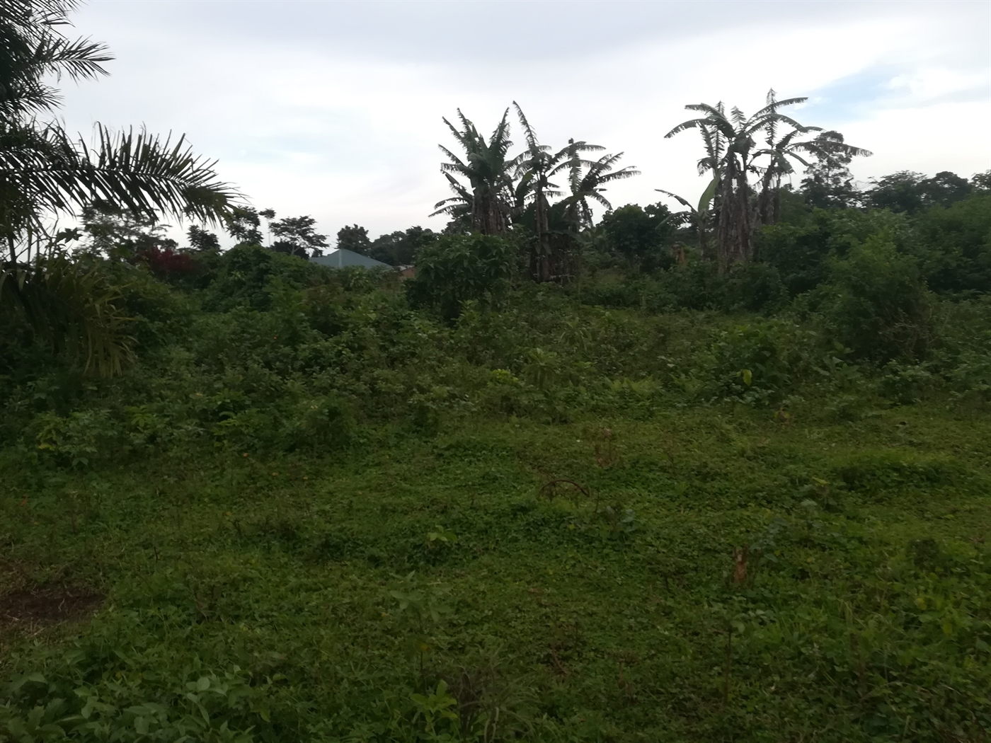 Agricultural Land for sale in Busabaga Mukono