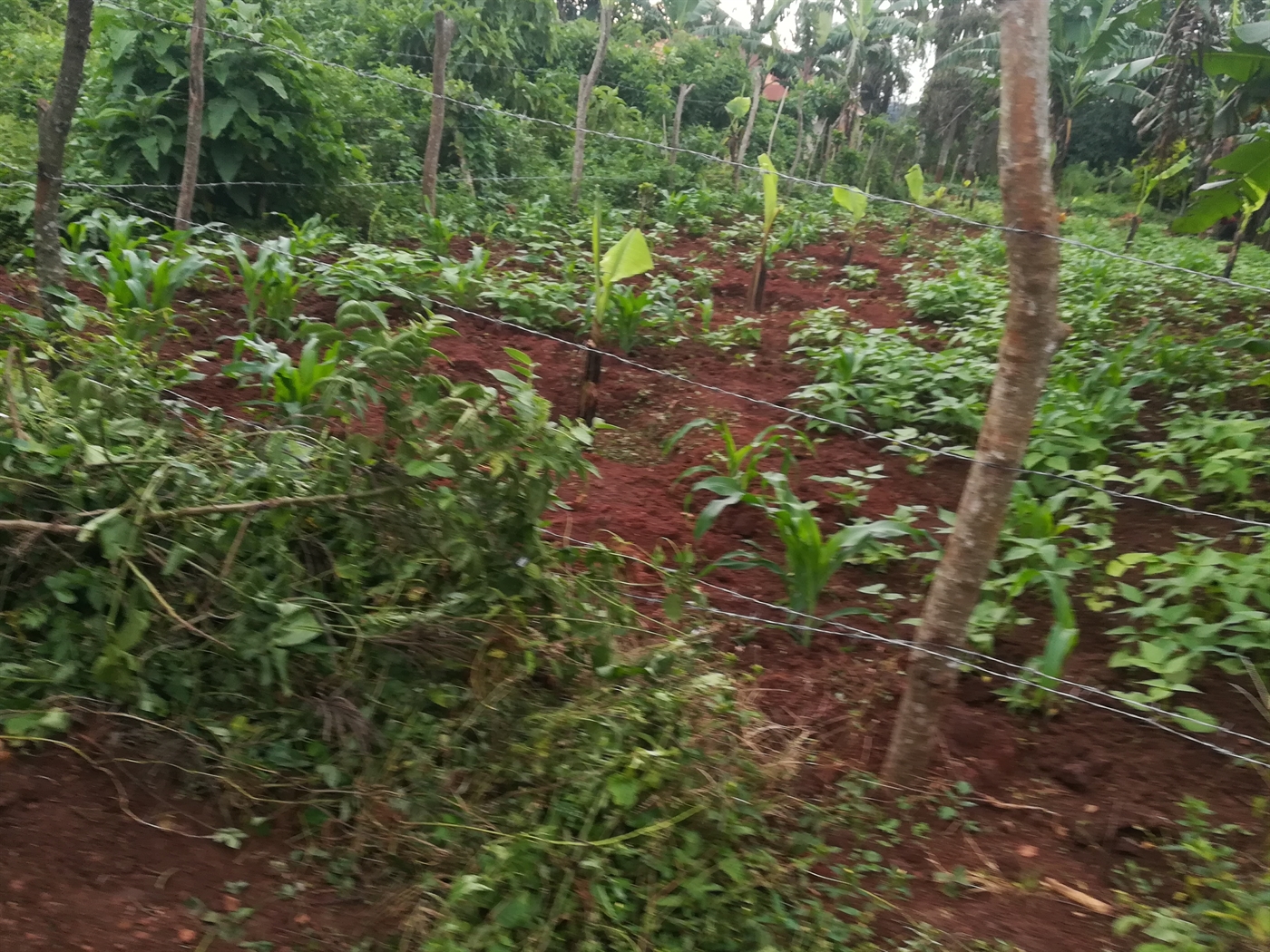 Agricultural Land for sale in Busabaga Mukono