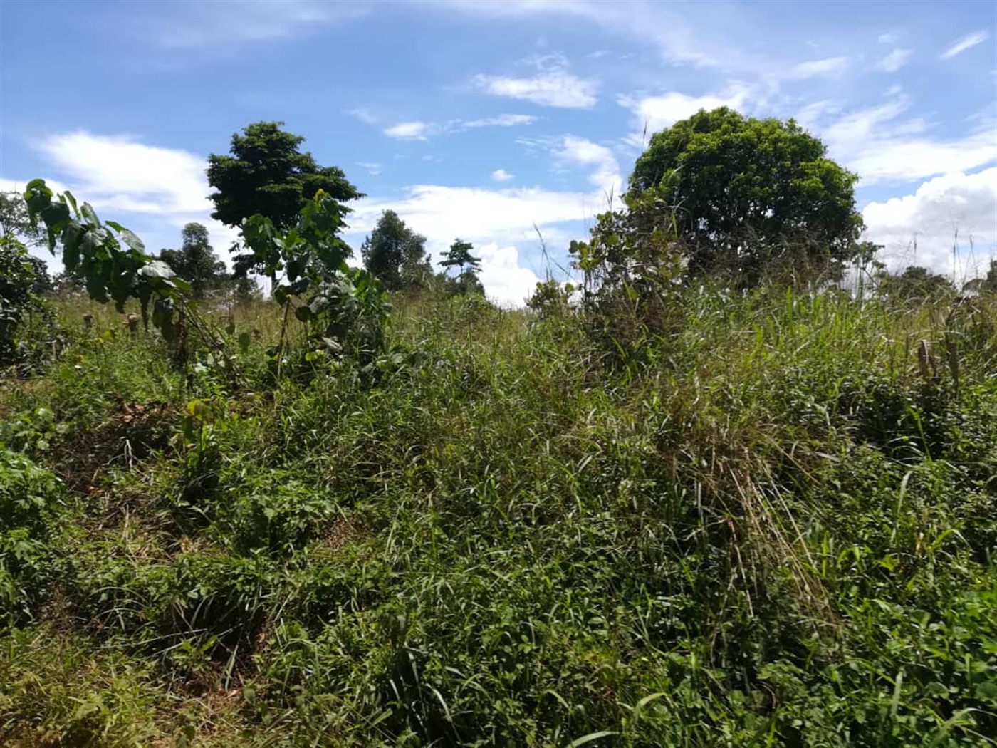 Agricultural Land for sale in Busabaga Mukono