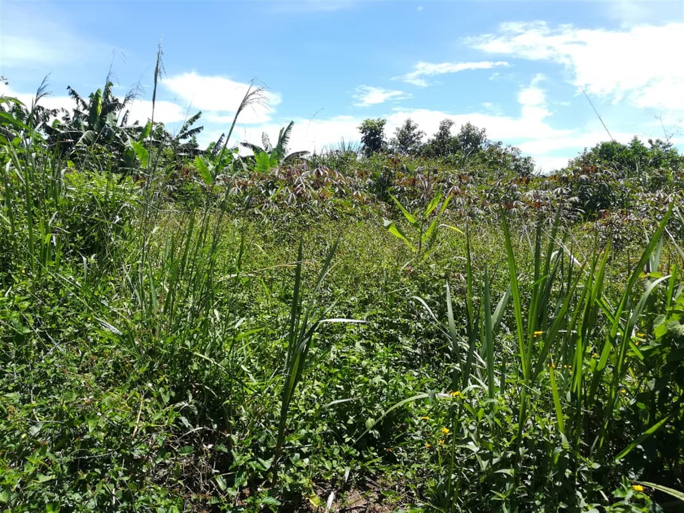 Agricultural Land for sale in Busabaga Mukono