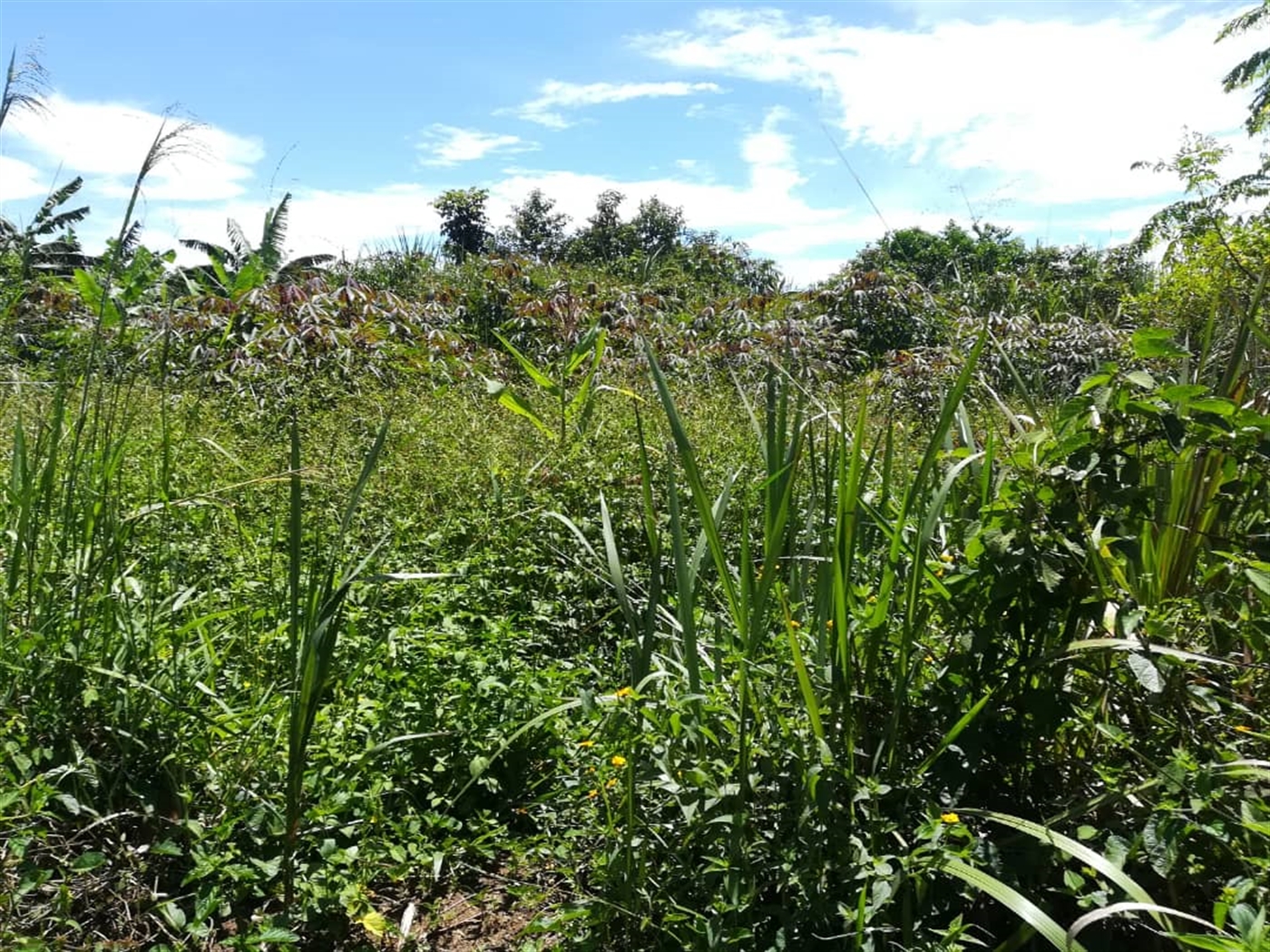 Agricultural Land for sale in Busabaga Mukono