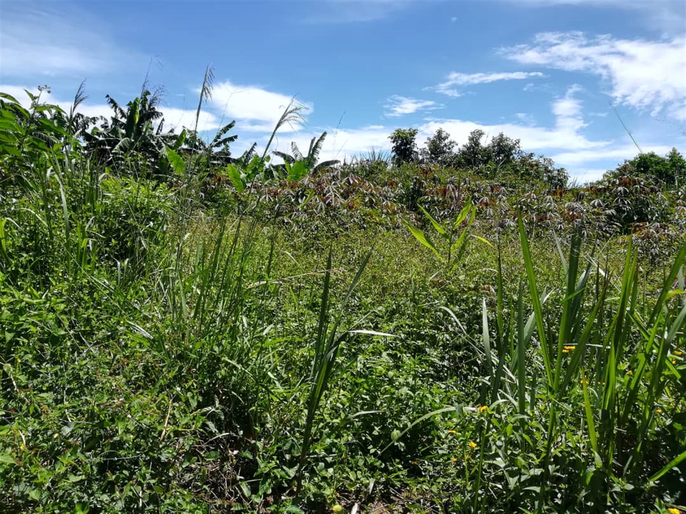 Agricultural Land for sale in Busabaga Mukono